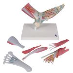 Afbeeldingen van Voet met spieren