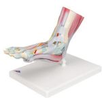 Afbeeldingen van Voet met spieren