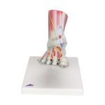 Afbeeldingen van Voet met spieren