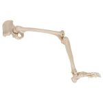 Afbeeldingen van Volledig been skelet met heup