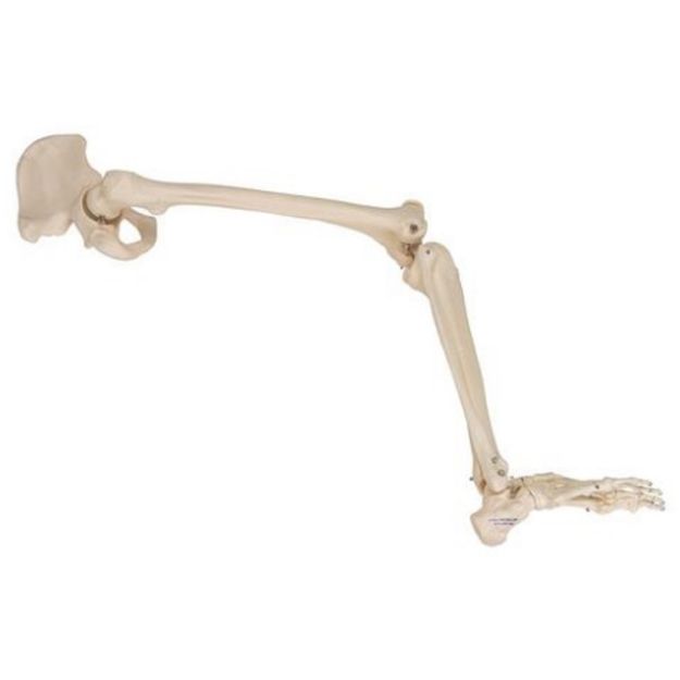 Afbeeldingen van Volledig been skelet met heup