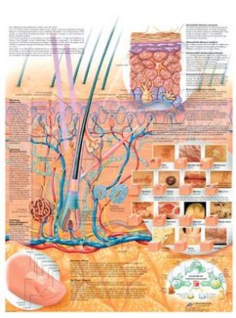 Afbeeldingen van Huid