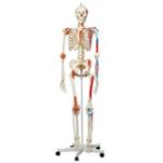 Afbeeldingen van Luxe skelet