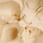 Afbeeldingen van Schedel standaard