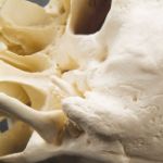 Afbeeldingen van Schedel standaard